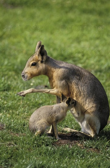 MARA (dolichotis patagonum), MOTHER WITH SUCKLING YOUNG