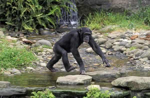 Common chimpanzee (pan troglodytes), adult crossing water