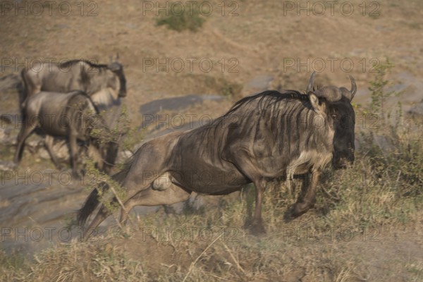 Adventure, africa, african, animal, animals, area, beast, beautiful, brown, bush (connochaetes),
