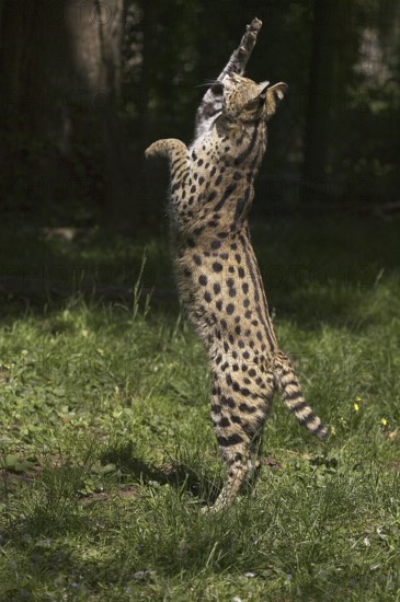 Serval (leptailurus serval), Adult Hunting, standing on its Hind Legs