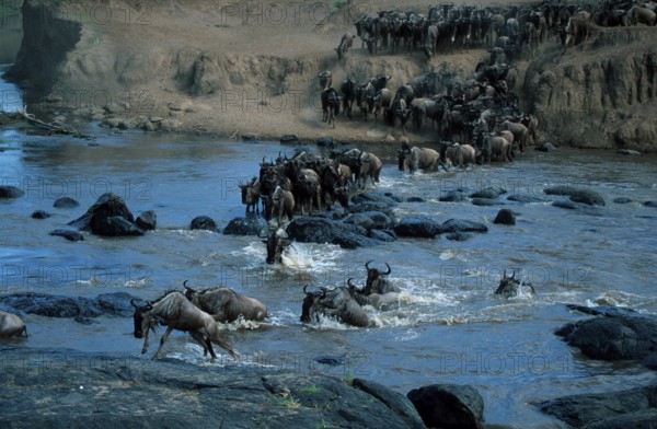 Wildebeest crossing Mara river, Serengeti national park, Tanzania (Connochaetes taurinus),