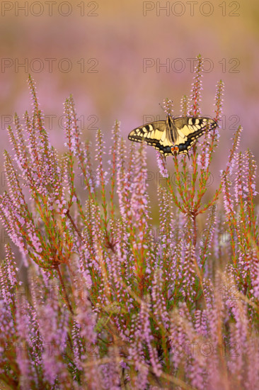 Swallowtail (Papilio machaon) in Heide, North Rhine-Westphalia, Germany, Europe
