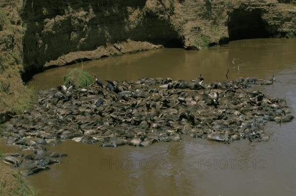 Blue Wildebeest (connochaetes taurinus), Herd killed during Mara River crossing, Masai Mara Park in
