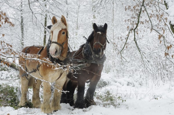 Belgian cold-blooded horses, Hülser Bruch, Krefeld, North Rhine-Westphalia, Holzrueckepferde,