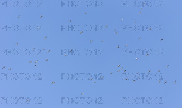 Bar-tailed godwits (Limosa lapponica) in flight over the Wadden Sea off Juist, East Frisian island,