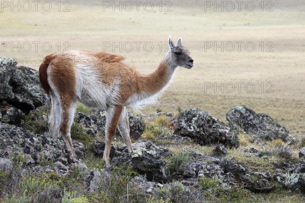 guanaco