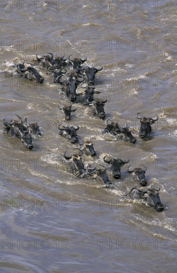 Blue Wildebeest (connochaetes taurinus), Herd crossing Mara River during Migration, Masai Mara Park