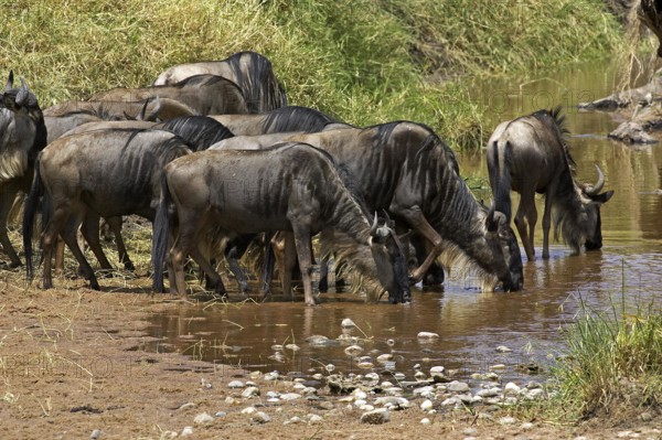 Blue Wildebeest (connochaetes taurinus), Herd migrating, Drinking at River, Masai Mara Park in