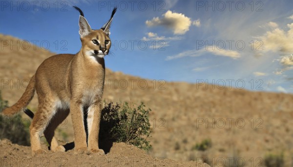 AI generated, animal, animals, mammal, mammals, biotope, habitat, a, individual, foraging,