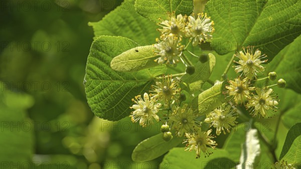 Linden tree branch adorned with small yellow flowers and surrounded by large green leaves, linden