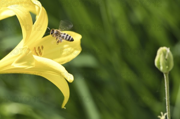 Honey bee collecting nectar in flight on a yellow lily flower. Busy insect. Dynamically moving