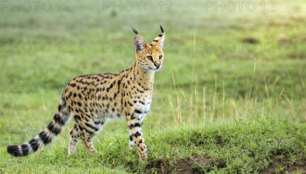 AI generated, animal, animals, mammal, mammals, biotope, habitat, one, individual, foraging,