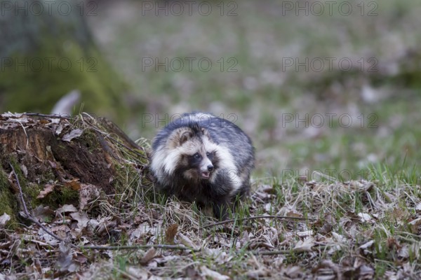 Marderhund, Nyctereutes procyonoides, common raccoon dog