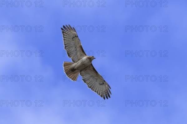 Red-tailed hawk (Buteo jamaicensis) in flight. Natural scene from Wisconsin