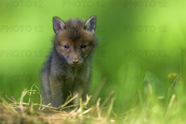 A young fox (Vulpes vulpes) sits on a green meadow, surrounded by grass and plants. It appears