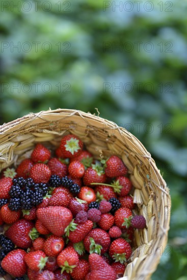 Home grown freshly picked strawberries, blackberries and raspberries in a straw basket with green