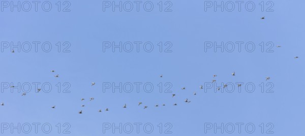 Bar-tailed godwits (Limosa lapponica) in flight over the Wadden Sea off Juist, East Frisian island,