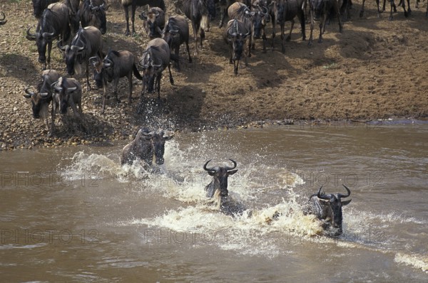 Blue wildebeest (connochaetes taurinus), herd crossing the Mara River during migration, Masai Mara