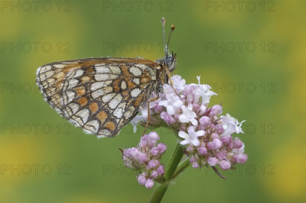Common fritillary, Steigerwald, Franconia, Bavaria (Mellicta athalia), Germany, Europe