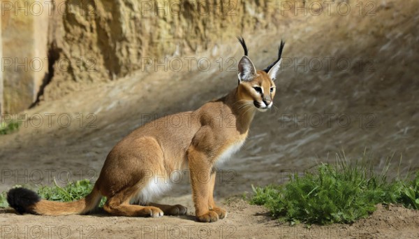AI generated, animal, animals, mammal, mammals, biotope, habitat, a, individual, foraging,