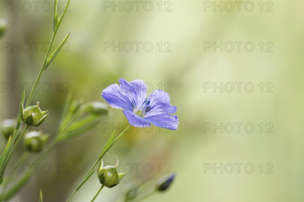 Flowering flax plant over blurred background, beautiful blue flax flower in selective focus and