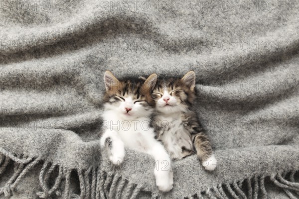 Two little adorable tricolor kittens sleep with eyes closed and lying covered with a gray fluffy