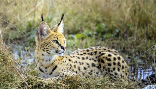 AI generated, animal, animals, mammal, mammals, biotope, habitat, one, individual, foraging,