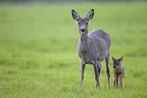 European roe deer (Capreolus capreolus) stand in a meadow and observe the photographer (European