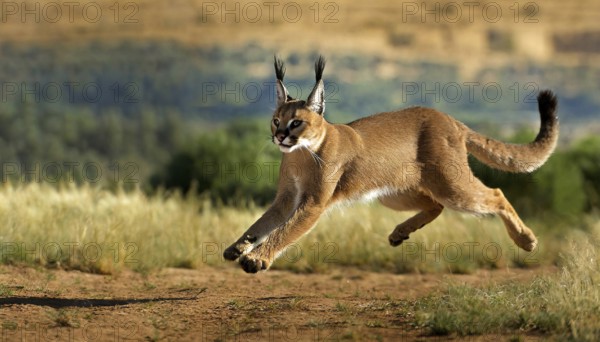 AI generated, animal, animals, mammal, mammals, biotope, habitat, a, individual animal, foraging,