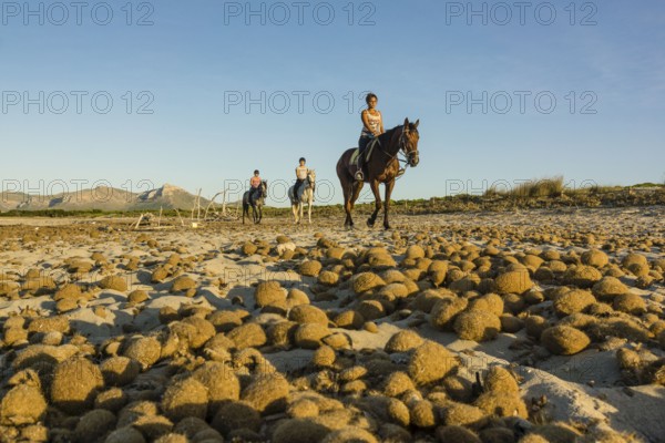 Posidonia balls, Es Dolç beach, Son Real dunes, Alcudia bay, Santa Margarida, Mallorca, Balearic