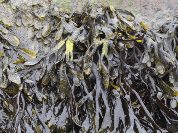 The brown alga Fucus distichus on the German Baltic coast