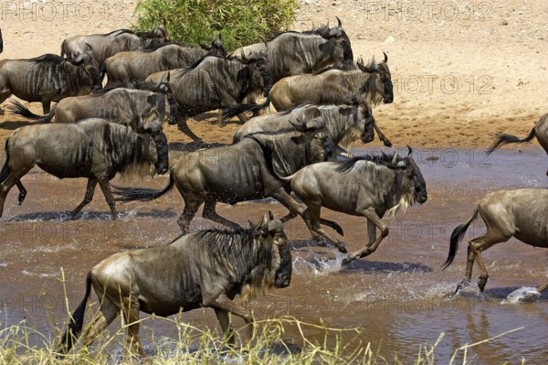 Blue wildebeest (connochaetes taurinus), herd crossing a river during migration, Masai Mara Park,