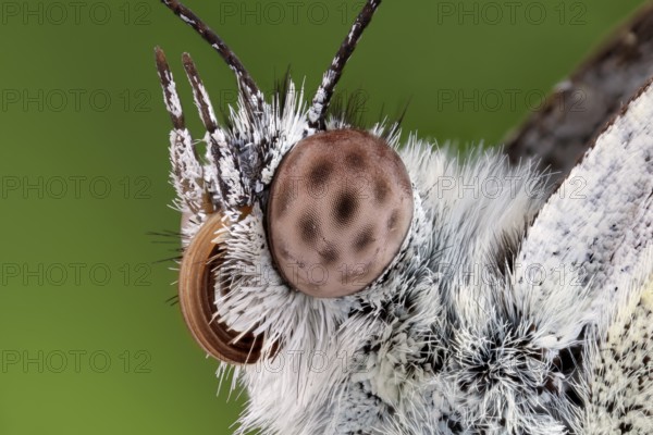 Head of a butterfly, cabbage white, close-up