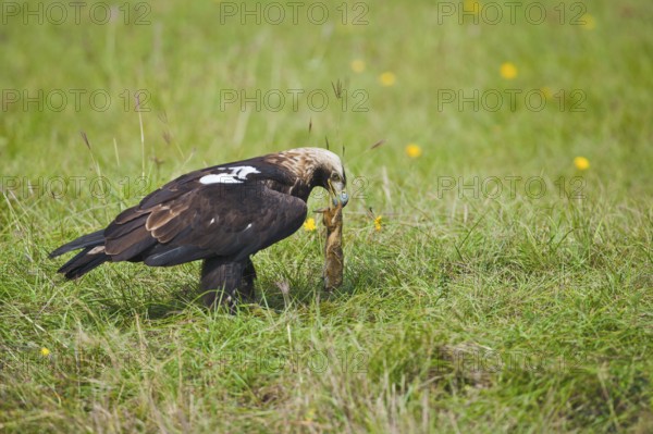 Eastern Imperial Eagle (Aquila heliaca) with prey, Suslik (Citellus citellus), Marchauen, Lower