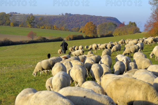 Landscape : Swabian Alb Flock of sheep in autumn on pasture, with shepherd, domestic sheep (Ovis