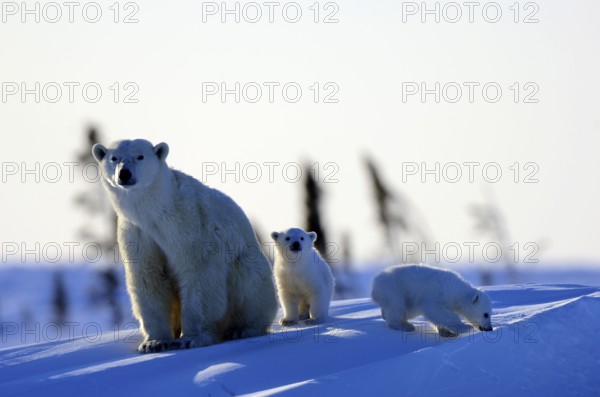 Polar bears (Ursus maritimus), female and cubs, 3 months, Wapusk National Park, Churchill, Manitoba