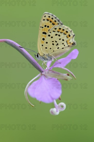 Sooty Copper (Lycaena tityrus) Lower Saxony, Germany, Europe