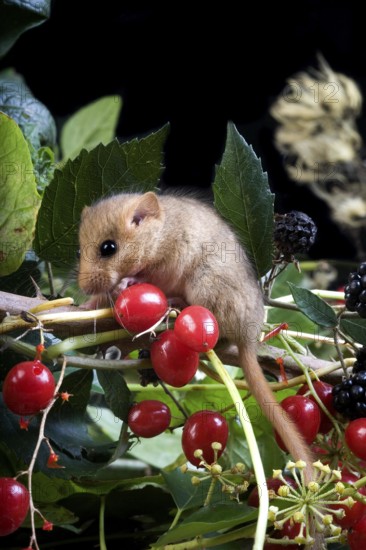 Common Dormouse (muscardinus avellanarius), Adult standing on Branch with Blackberries and Red