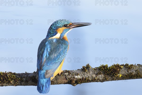 Common Kingfisher or Eurasian Kingfisher (Alcedo atthis), Tyrolean Unterland, Tyrol, Austria,