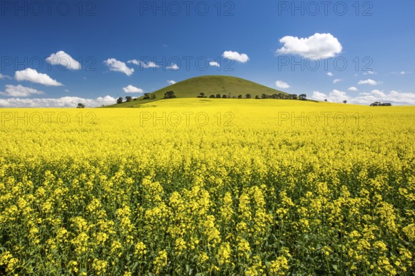 Canola fields shine on a clear sunny day near Smeaton in the Victorian goldfields, Australia,