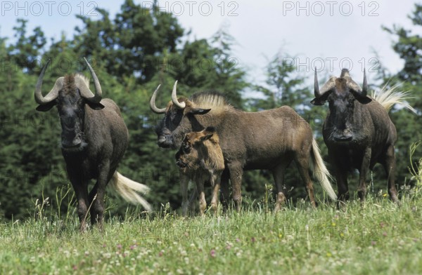 Black Wildebeest (connochaetes gnou), Group with Mother and Calf