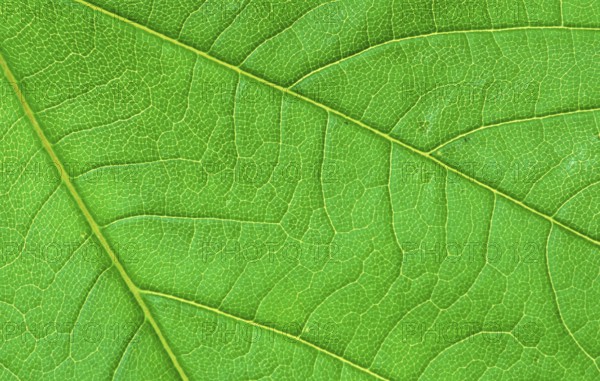 Sycamore (Acer pseudoplatanus), leaf, detail, Bergahorn, Blattdetail, [Pflanzen, plants,