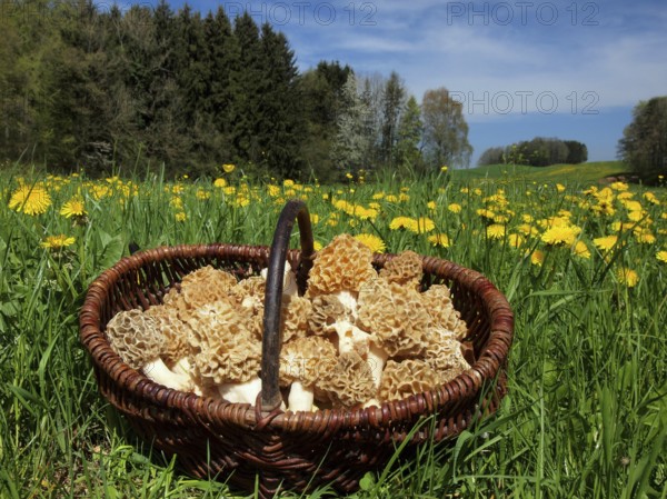 Basket with self-selected common morel (Morchella esculenta) in a meadow with dandelions in the