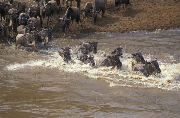 Blue Wildebeest (connochaetes taurinus), Herd crossing Mara River during Migration, Masai Mara park