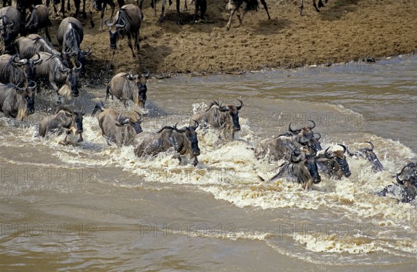 Blue Wildebeest (connochaetes taurinus), Herd Crossing Mara River during Migration, Masai Mara Park