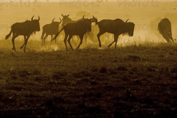 Adult, adventure, africa, african, animal, area, blue, botswana, bush, chobe, conservation,