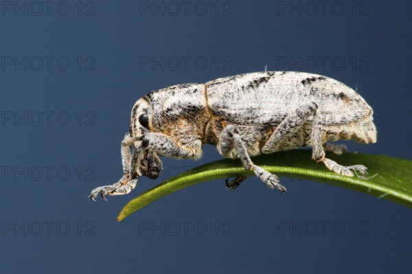 Sluggish weevil (Cleonus piger), Germany, Europe