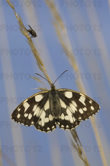 Marbled White (Melanargia galathea), Germany, Europe