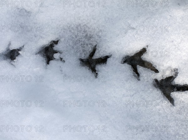 Spruce Grouse, footprints, Gaspesie National Park, Spruce grouse (Dendragapus Canada Grouse