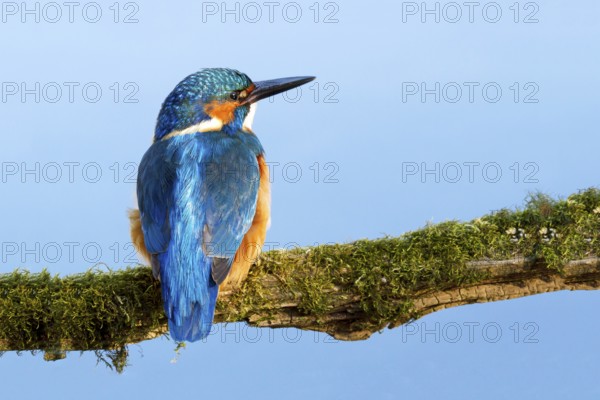 Common Kingfisher or Eurasian Kingfisher (Alcedo atthis), Tyrolean Unterland, Tyrol, Austria,